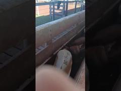 Elektroniczne znaki słuchowe dla bydła elektroniczne znaki słuchowe dla owców