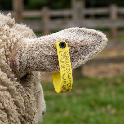 Wodaodporny elektroniczny tag słuchowy RFID do śledzenia zwierząt