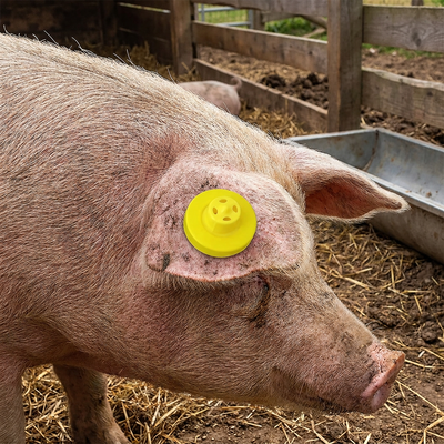 Wysokiej jakości wodoodporny anty-przelewy RFID Sheep Ear Tag ISO11785 FDX-B do śledzenia zwierząt